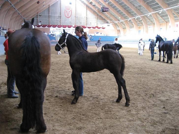 Frieser Zophira von Therkelsen - venter pænt på at kunne komme over i sin boks igen billede 6