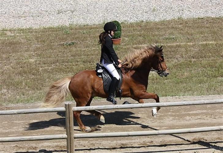 Islænder Abel fra Frederikshvile - Abel og jeg til DM. 4.1 Udt. (: Foto: KCÈ billede 3