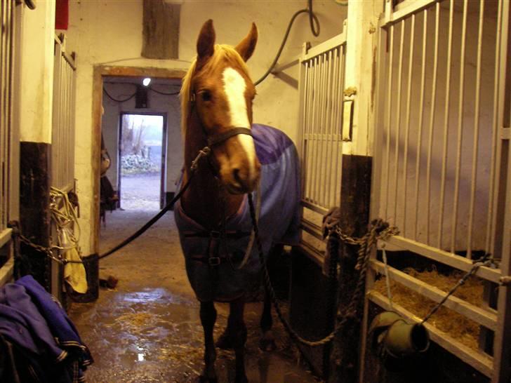 Dansk Varmblod FamieGirlR.I.P :'( <3! - Min Billede skønne hoppe :D billede 8
