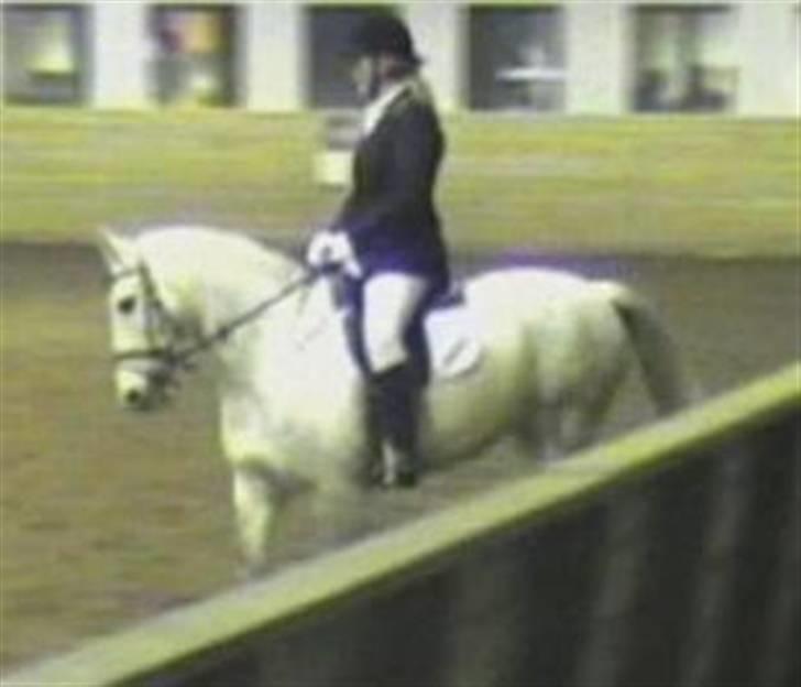 Anden særlig race Madeleine billede 4