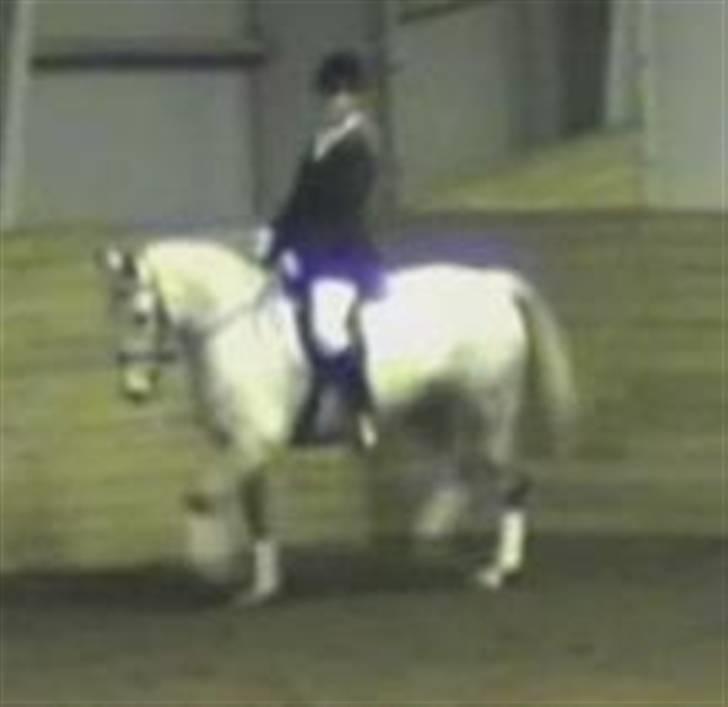 Anden særlig race Madeleine billede 5