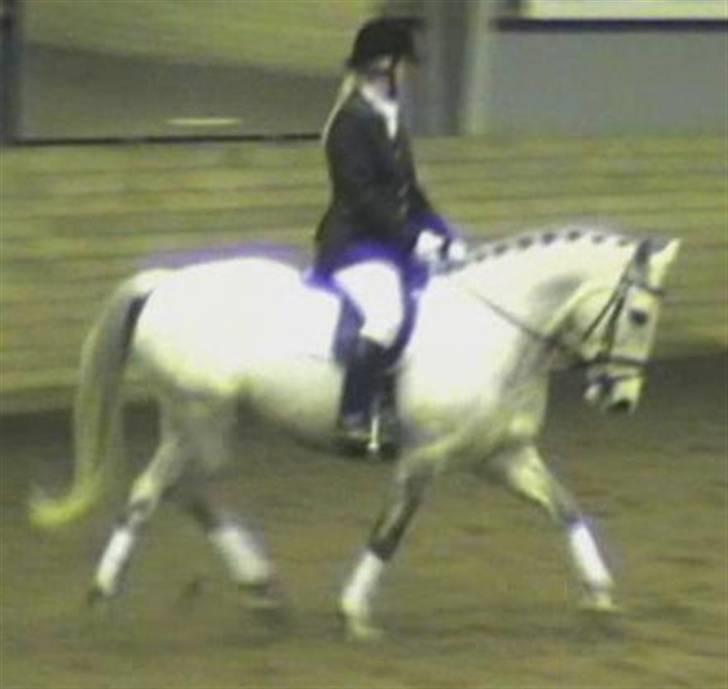 Anden særlig race Madeleine billede 7