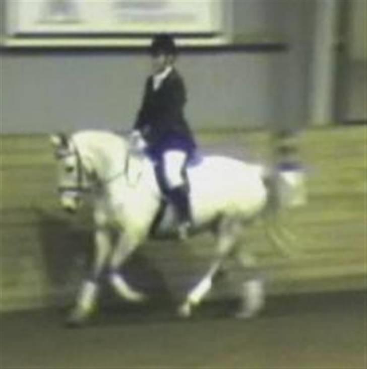 Anden særlig race Madeleine billede 8