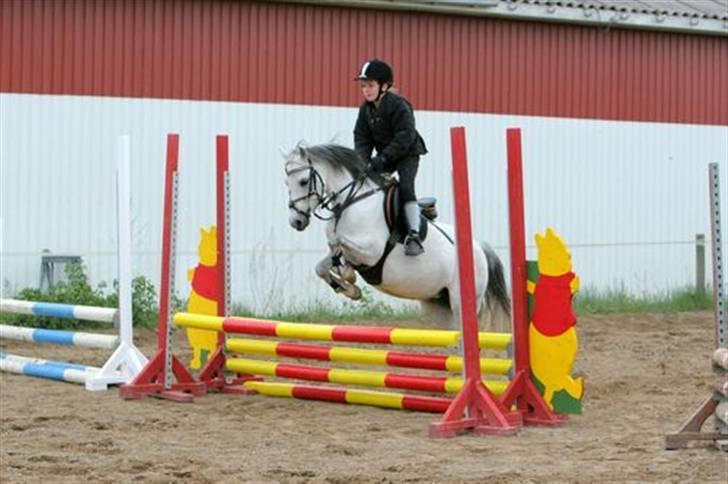 Welsh Pony af Cob-type (sec C) Smut, R.I.P. - springtræning ved anja Lunn billede 14