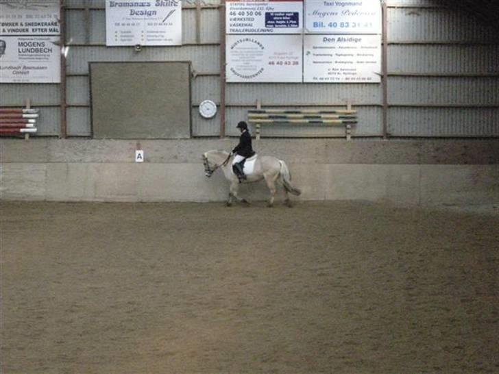 Fjordhest Højgaards Sandra *SOLGT* - lige der rider jeg ikke så godt <3 Du er sku´ speciel billede 3