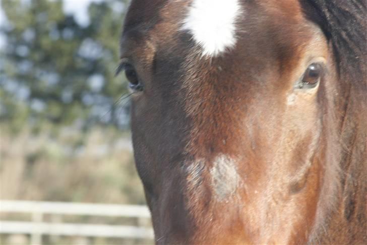 New Forest Kaval billede 16