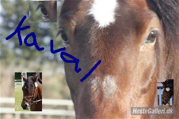 New Forest Kaval billede 17