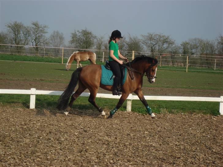 New Forest Stabygårds Casper (solgt) :( billede 2