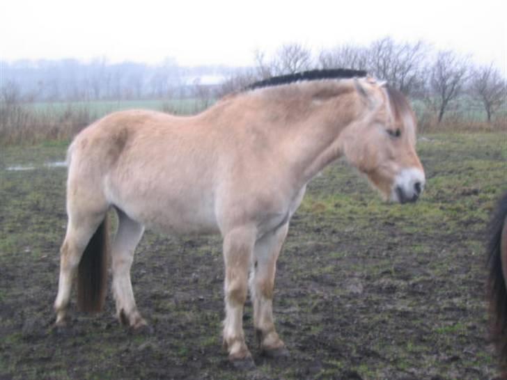 Fjordhest Trinity billede 7