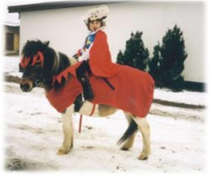 Shetlænder Lotte billede 1