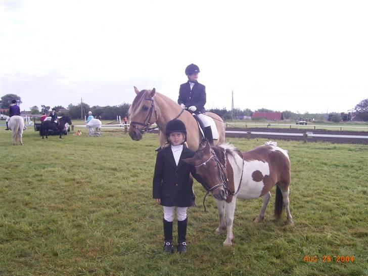 Shetlænder Lotte billede 2