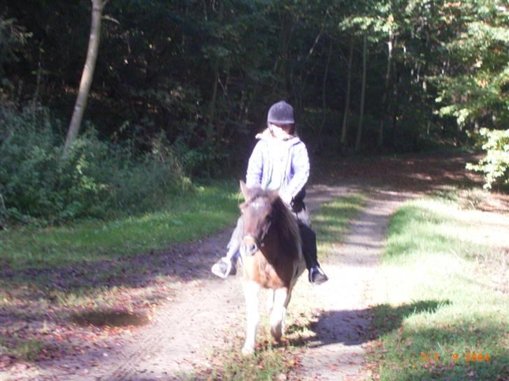 Shetlænder Lotte billede 3