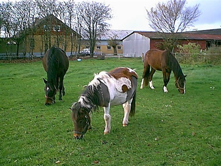 Shetlænder Lotte billede 4