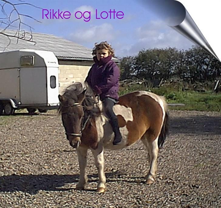 Shetlænder Lotte billede 5