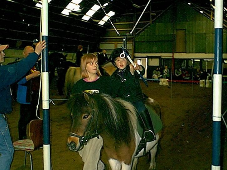 Shetlænder Lotte billede 6