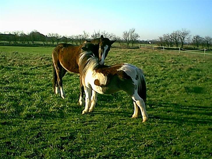 Shetlænder Lotte billede 7