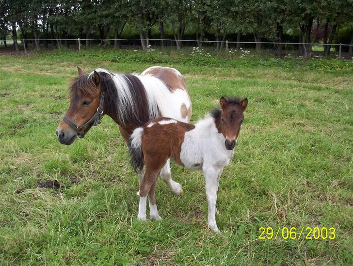 Shetlænder Lotte billede 8