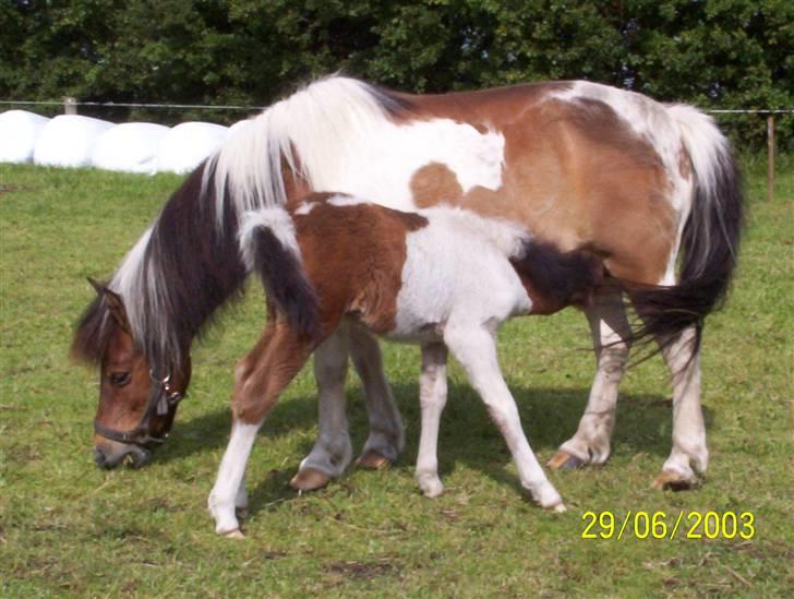 Shetlænder Lotte billede 9