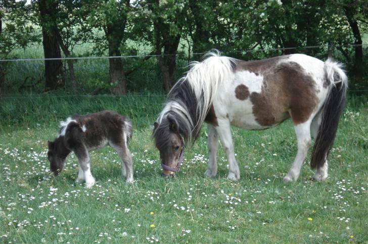 Shetlænder Lotte billede 12