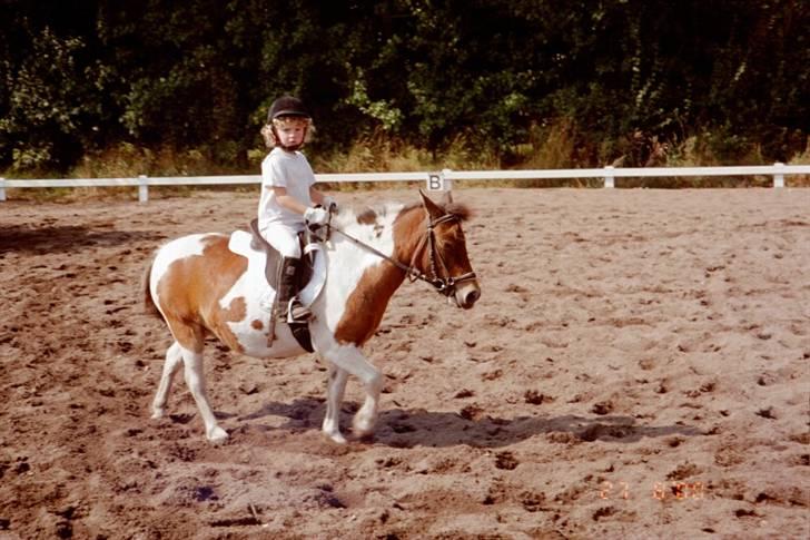 Shetlænder Lotte billede 13