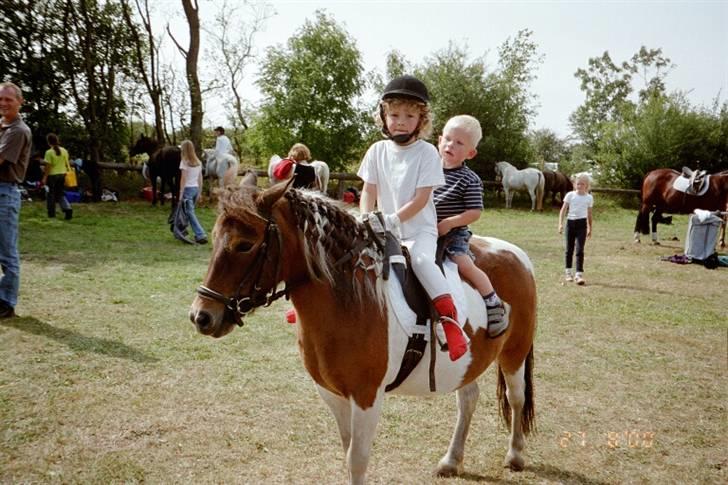 Shetlænder Lotte billede 14