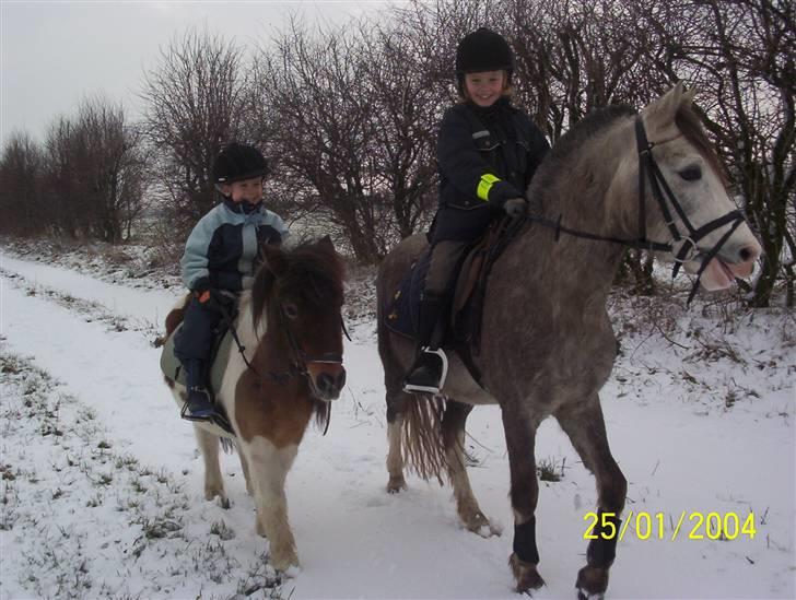 Shetlænder Lotte billede 15
