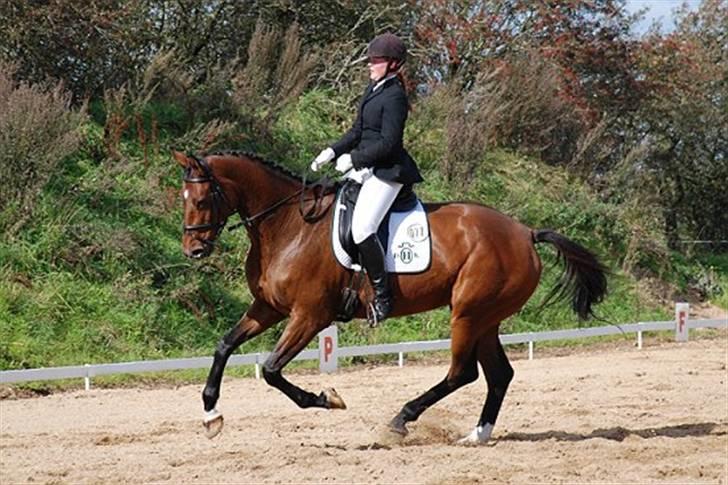 Holstener Enghøjs Amira - LA1 i Rødekro... billede 3