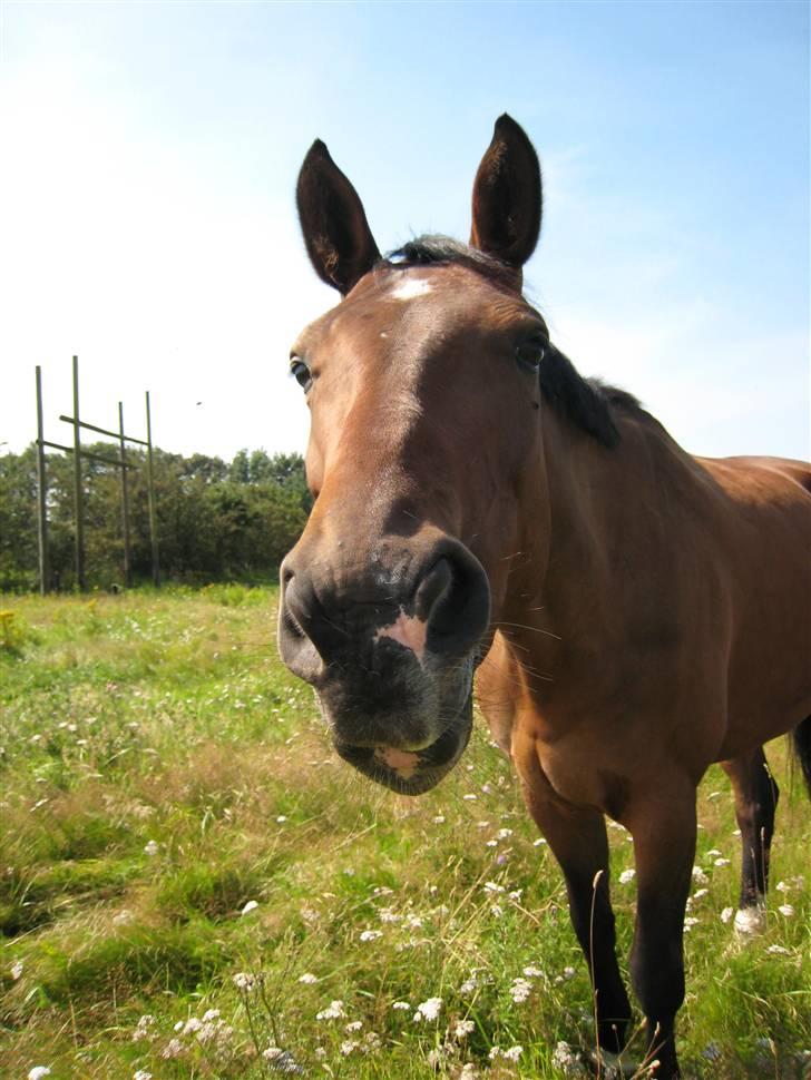 Holstener Enghøjs Amira - Ser jeg bar intelligent ud eller hva??? billede 4