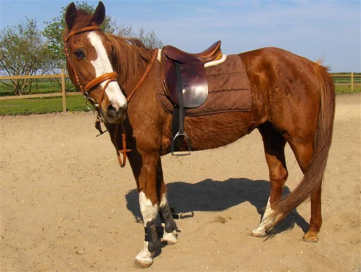 Traver  R.I.P ..PERRI-HYSS billede 11