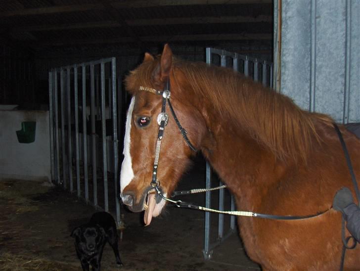 Traver  R.I.P ..PERRI-HYSS billede 12