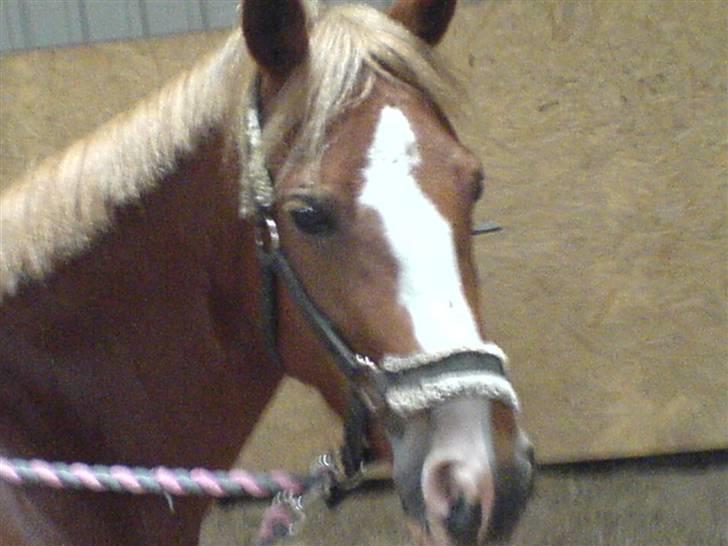 Anden særlig race Mon Cheri solgt :( billede 15