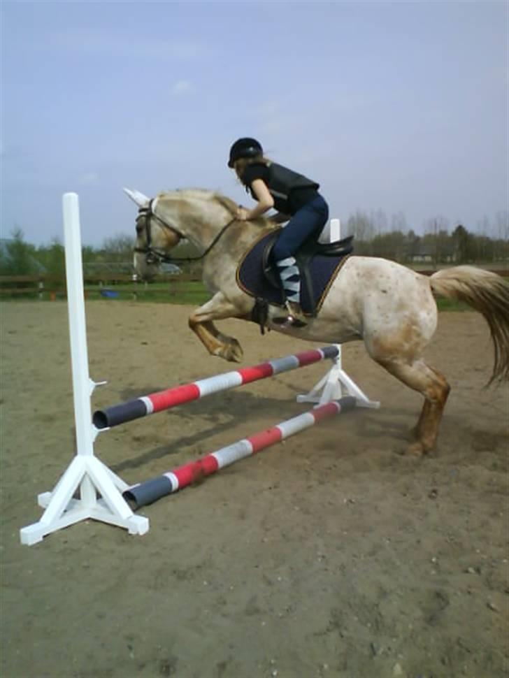 Anden særlig race Athene billede 6