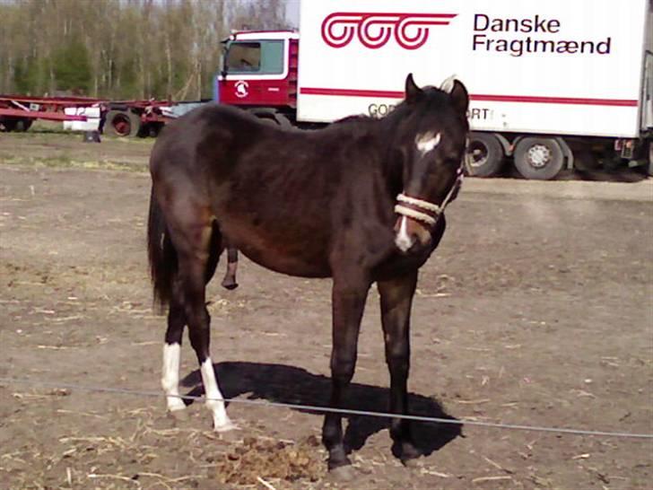 Welsh Partbred (Sec F) *Merchi*  solgt - Hehe står lige og svinger med den... vrinsk..... 2008 billede 20