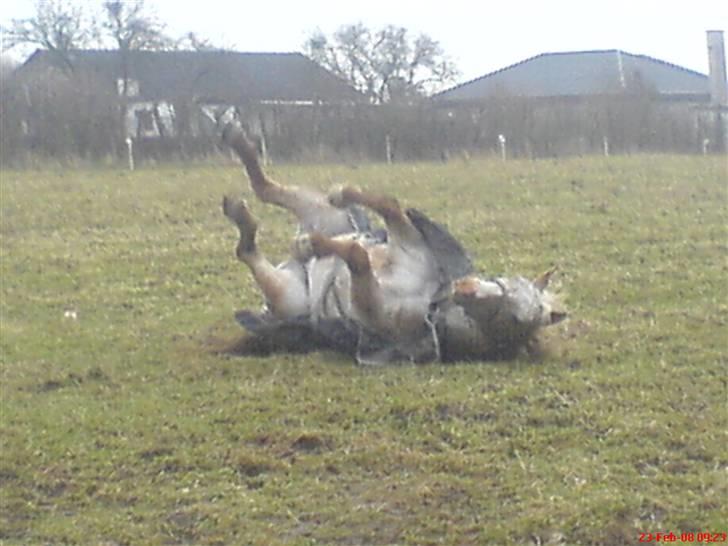 Anden særlig race Athene billede 7