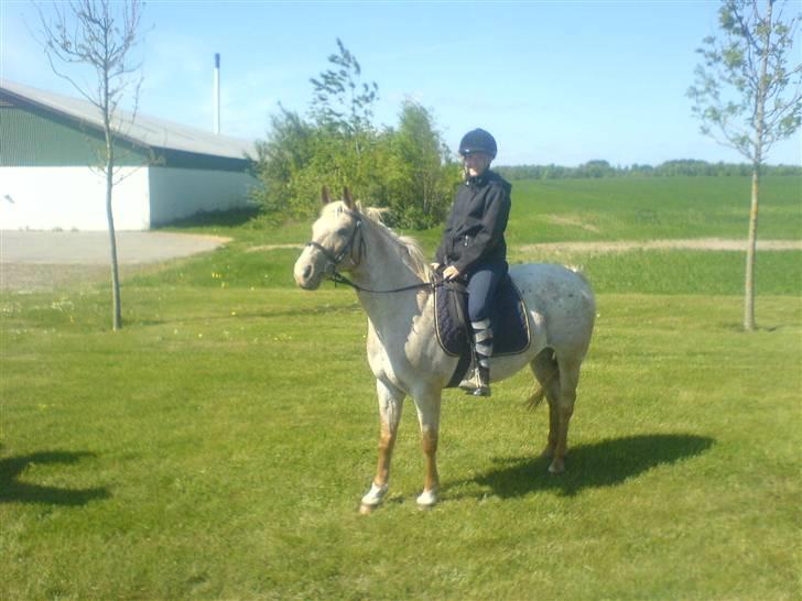 Anden særlig race Athene billede 8