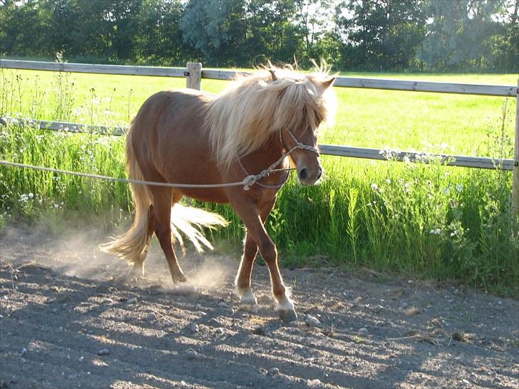 Islænder Saga fra Gl. Rye *Hvil i fred<'3* - 17 # Like a dancer... Foto: AFH 07.07.10 billede 17