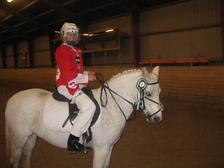 Welsh Cob (sec D) Silvermoon - Har lige redet ringridning og vandet en 3 plads:) billede 5