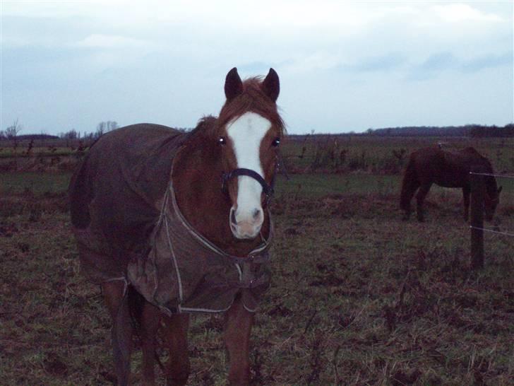 Tysk Sportspony Tanita  HHE´s - Tanita  :D billede 1