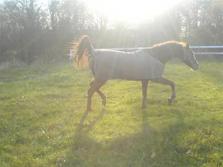 Tysk Sportspony Tanita  HHE´s - Tanita , Hygger sig rigtig på folden . billede 2