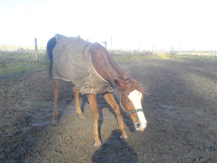 Tysk Sportspony Tanita  HHE´s - Uhh det var dejligt.  billede 3