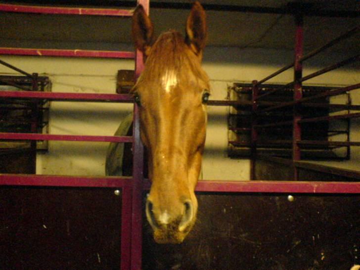 Dansk Varmblod Kip Mccoy  part  billede 1