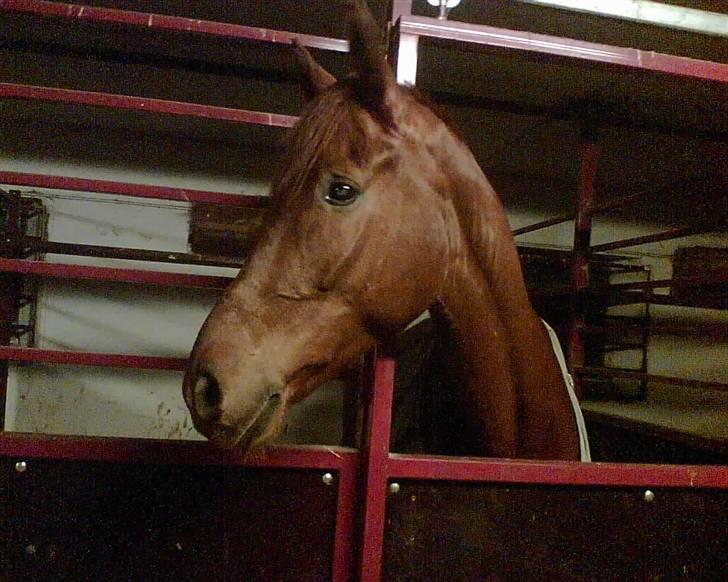 Dansk Varmblod Kip Mccoy  part  billede 2