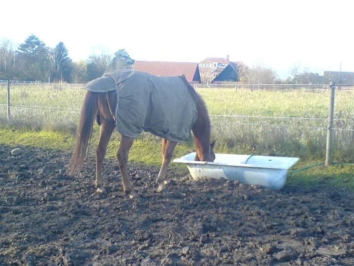 Tysk Sportspony Tanita  HHE´s - Det godt med noget vand, billede 4