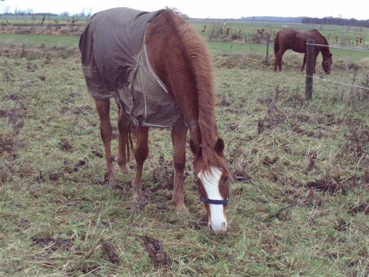Tysk Sportspony Tanita  HHE´s - Tanita , Min baby :D billede 5