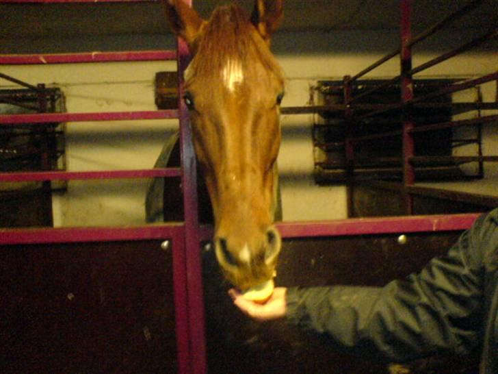 Dansk Varmblod Kip Mccoy  part  billede 5