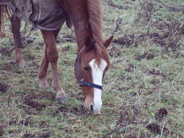 Tysk Sportspony Tanita  HHE´s - Elsker dig.  det bliver svært og skilles fra dig.  billede 6