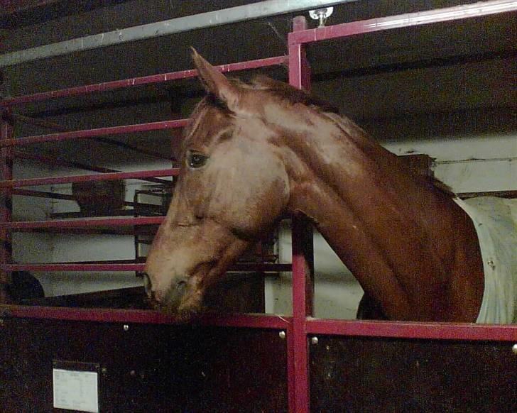 Dansk Varmblod Kip Mccoy  part  billede 6