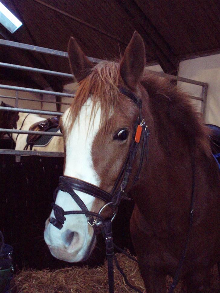 Tysk Sportspony Tanita  HHE´s - Hejsa. :D billede 7