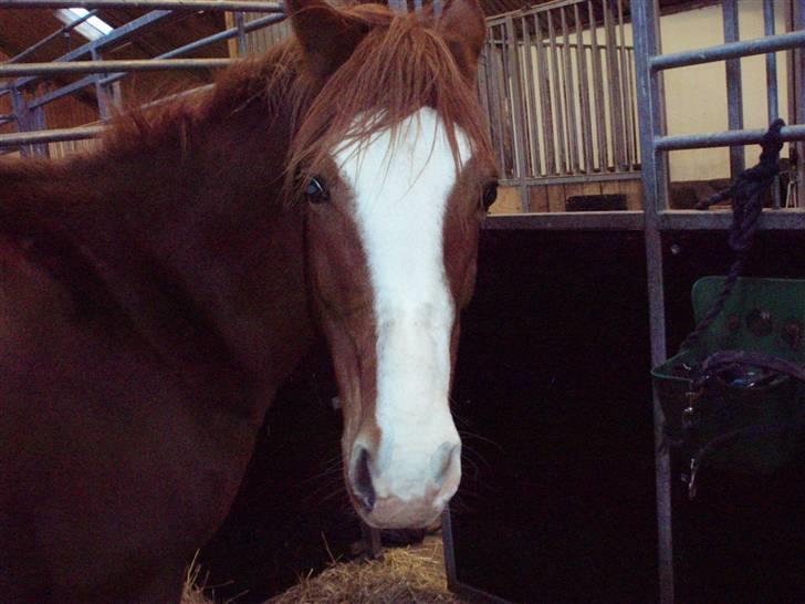 Tysk Sportspony Tanita  HHE´s -  :D <3 billede 8