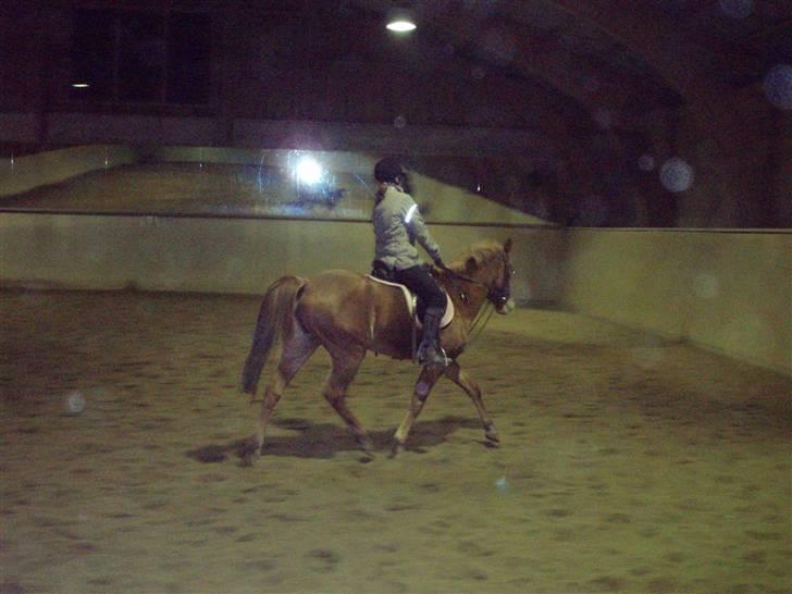 Tysk Sportspony Tanita  HHE´s - En dejlig ridetur billede 10